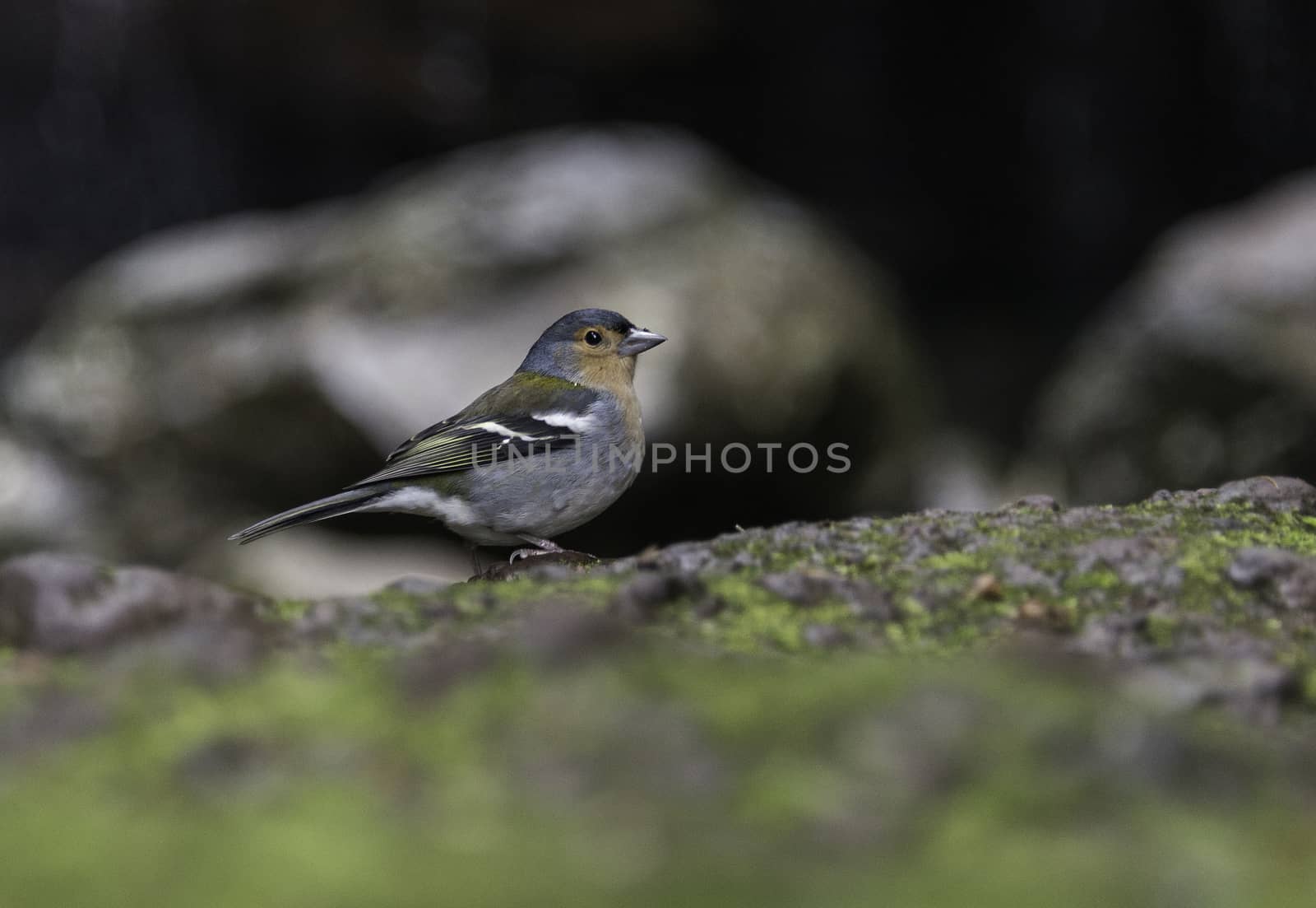 Fringilla madarensis bird only living on portugal island of madeira