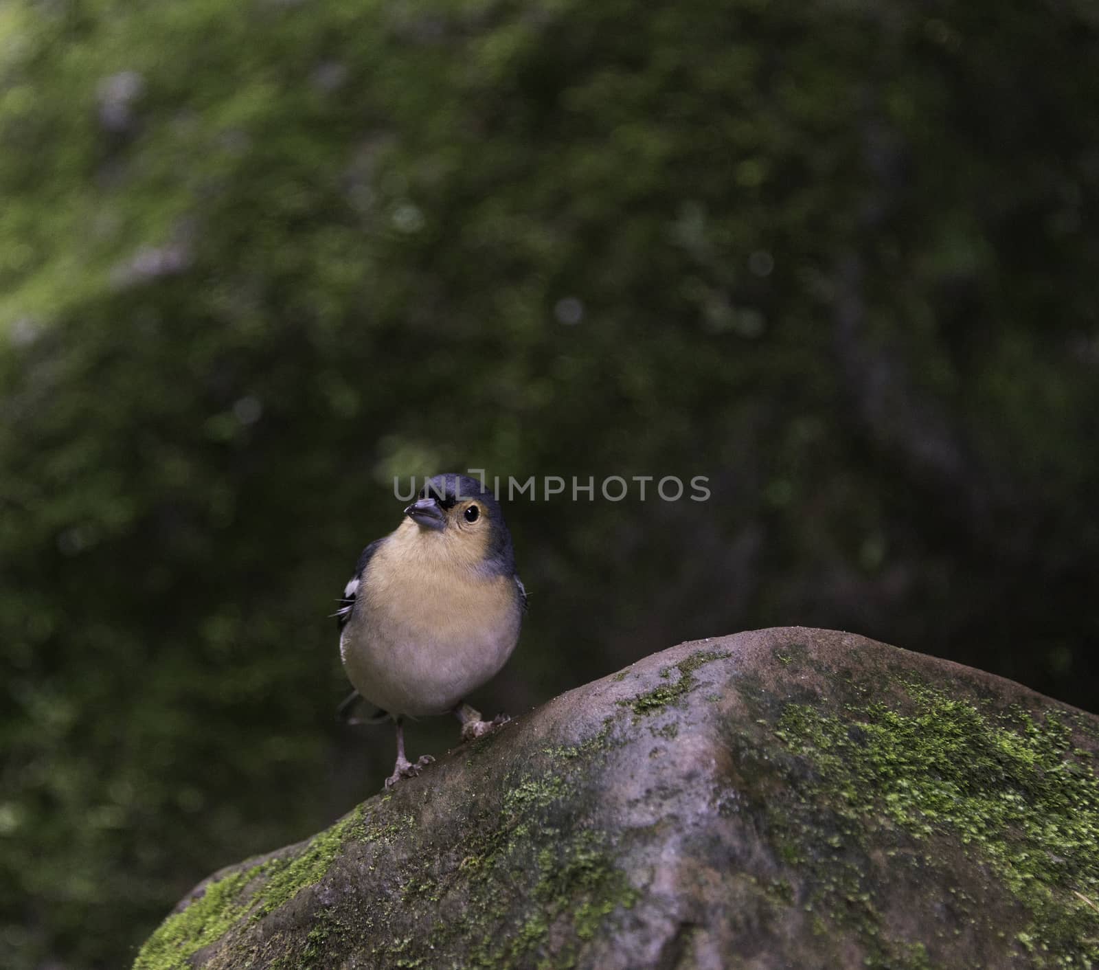 Fringilla madarensis bird of madeira looking at camera