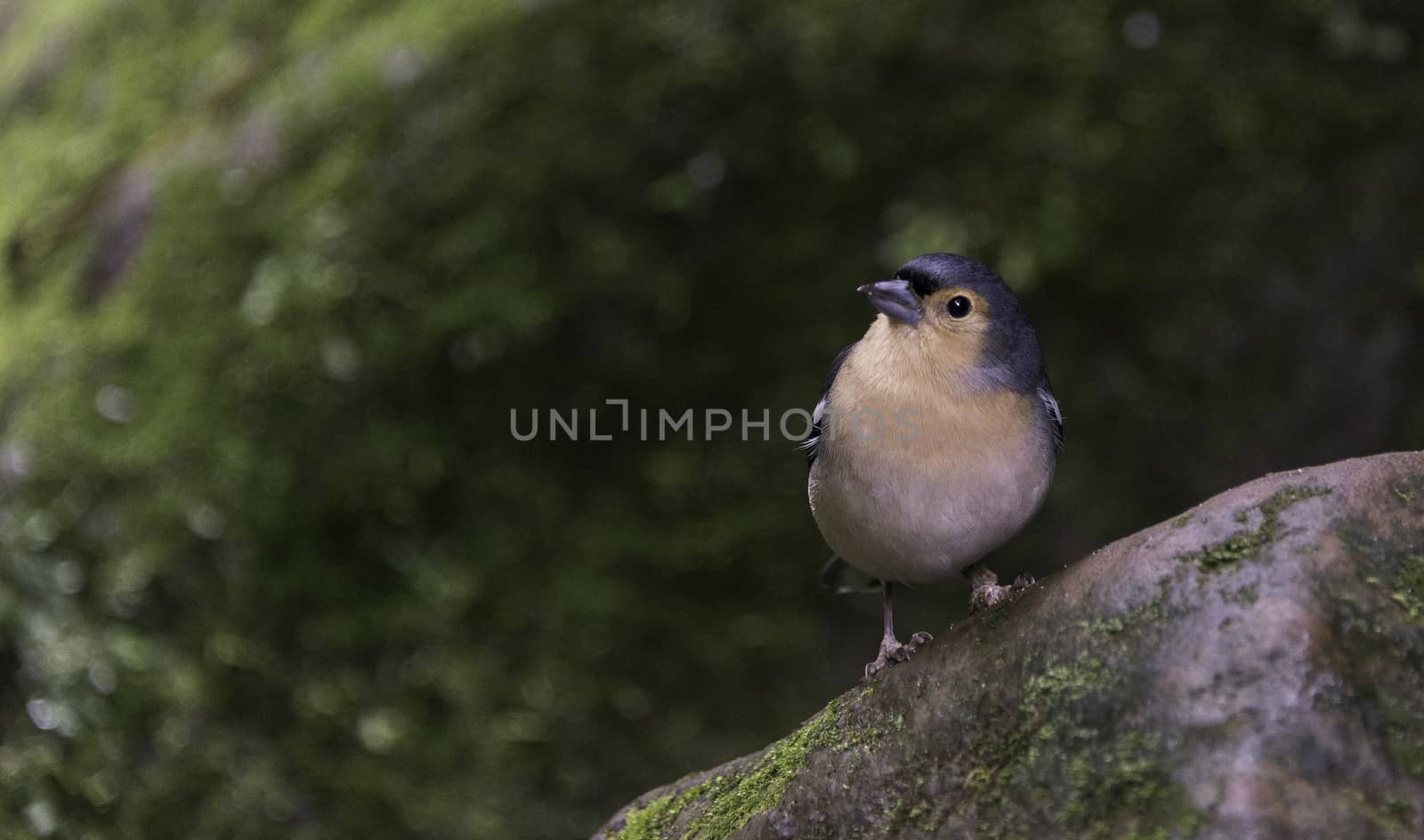 Fringilla madarensis bird of madeira looking at camera
