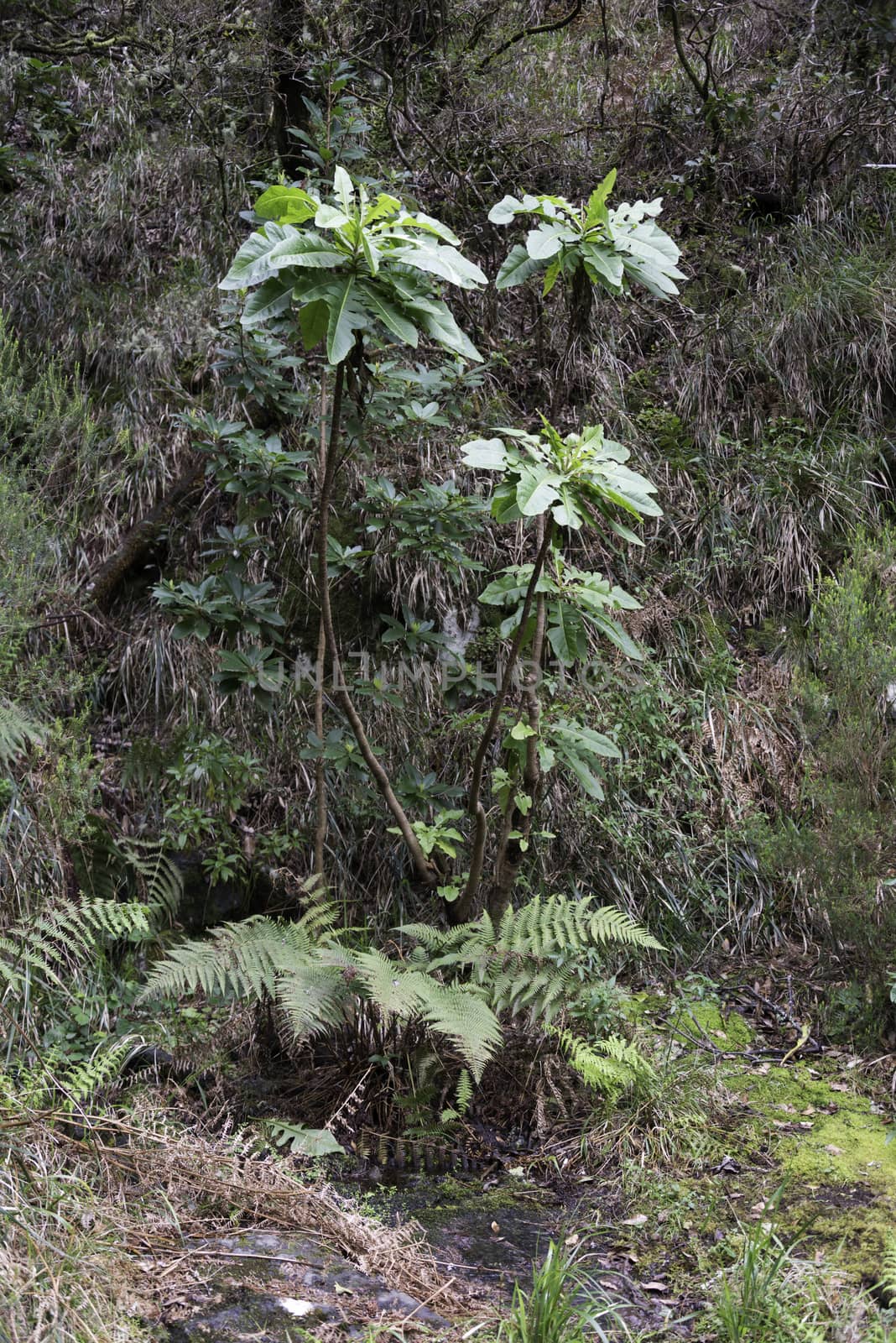 green vegetation with plants on madeira island