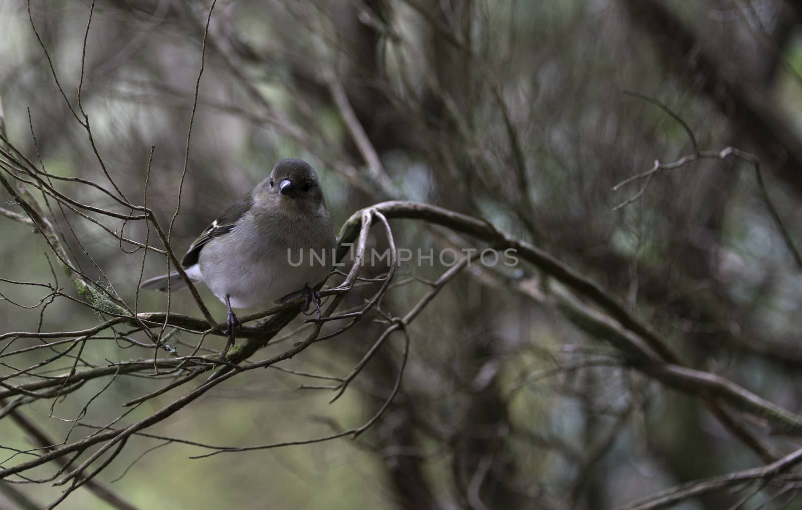 Madeiran chaffinch bird on portuguese island of madeira