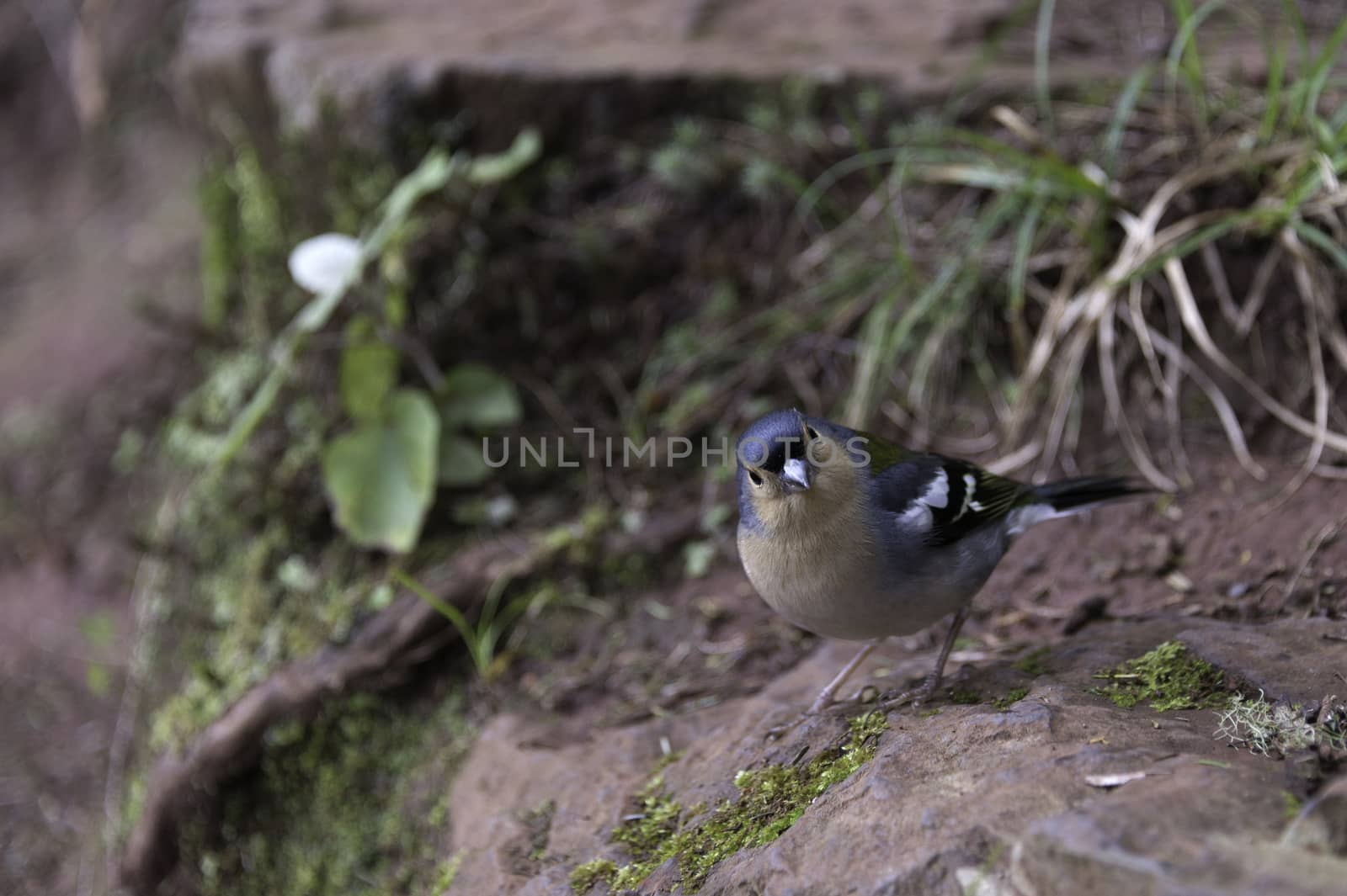 Madeiran chaffinch bird on portuguese island of madeira