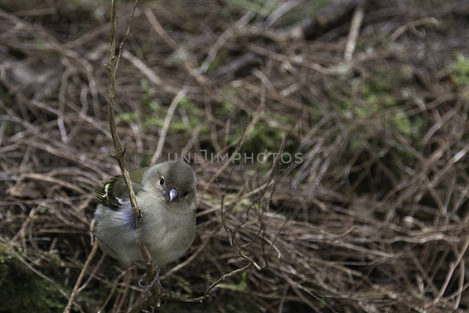 Madeiran chaffinch bird on portuguese island of madeira