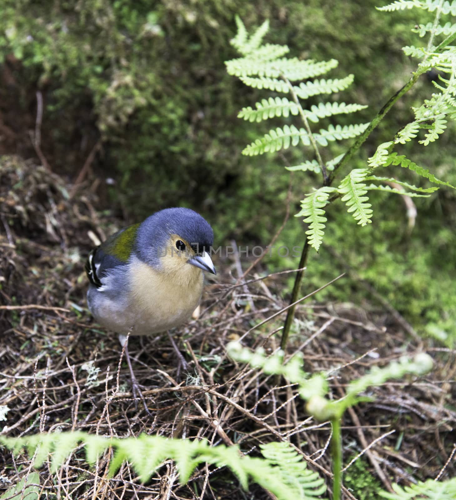 Madeiran chaffinch bird on portuguese island of madeira