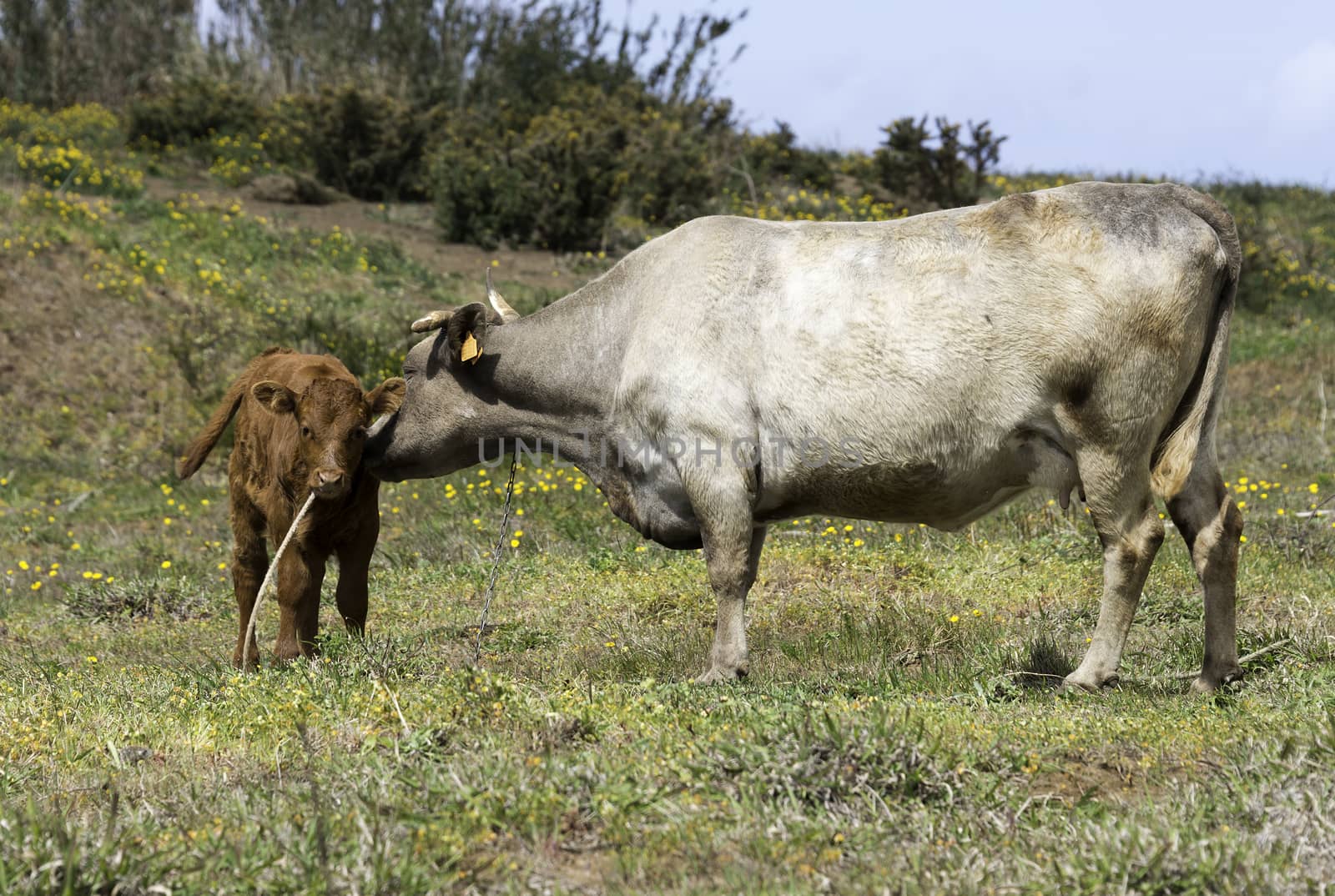 mother cow and young calf on madeira island