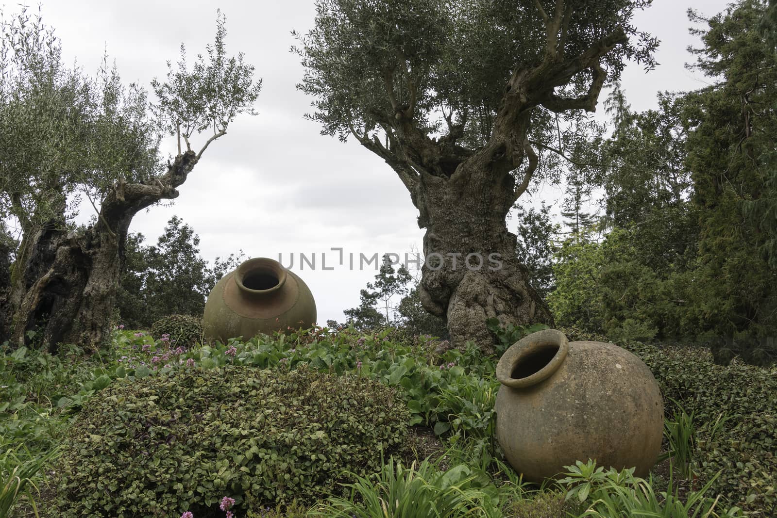 two old ceramic vases and olive tree in tropical garden in Funcahl on the portuguese island of madeira