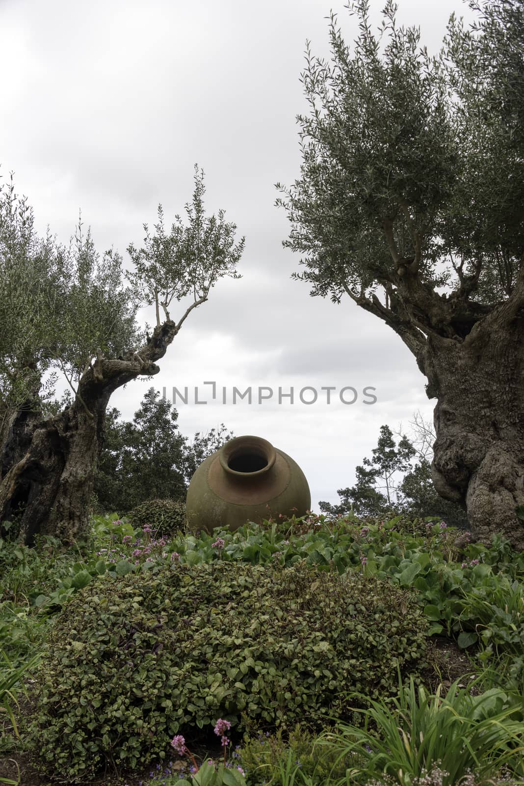 two old ceramic vases and olive tree in tropical garden in Funcahl on the portuguese island of madeira