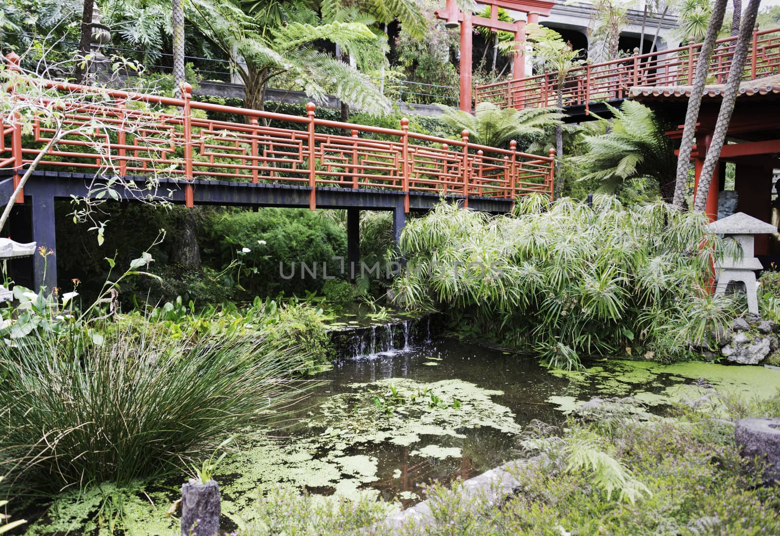 the japanese part of the botanical garden madeira with water and with red bridges and ornaments