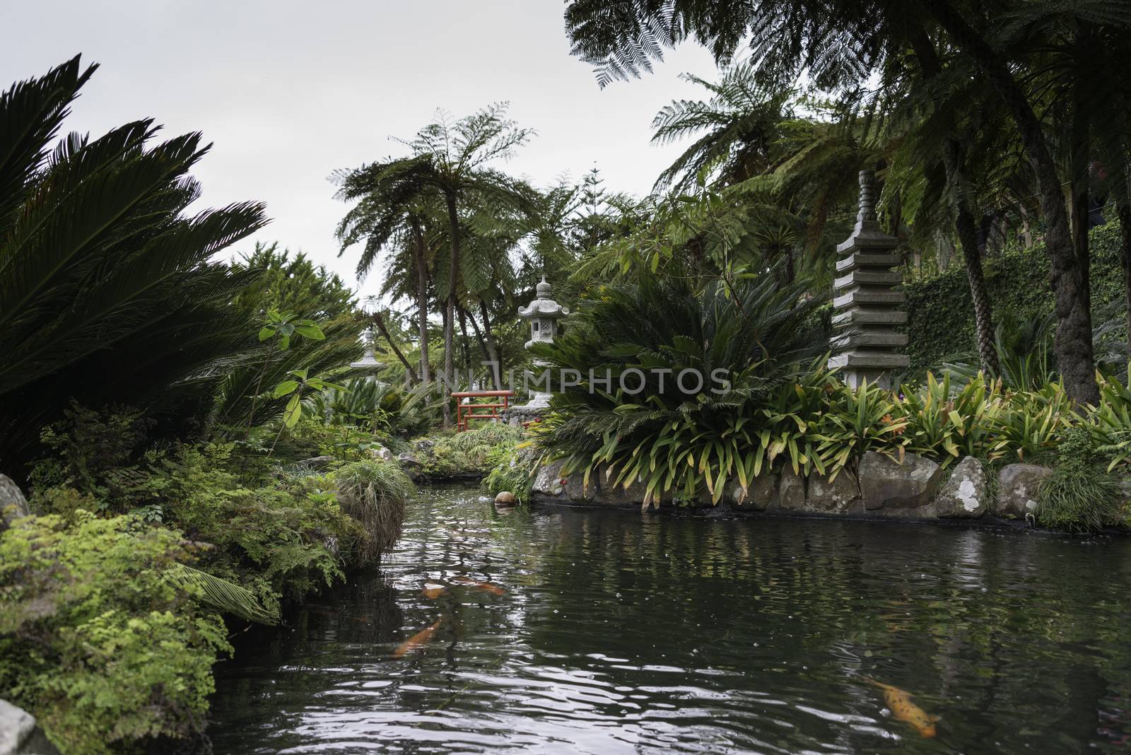 japanese garden with goldfich en green plants in madeira botanical garden
