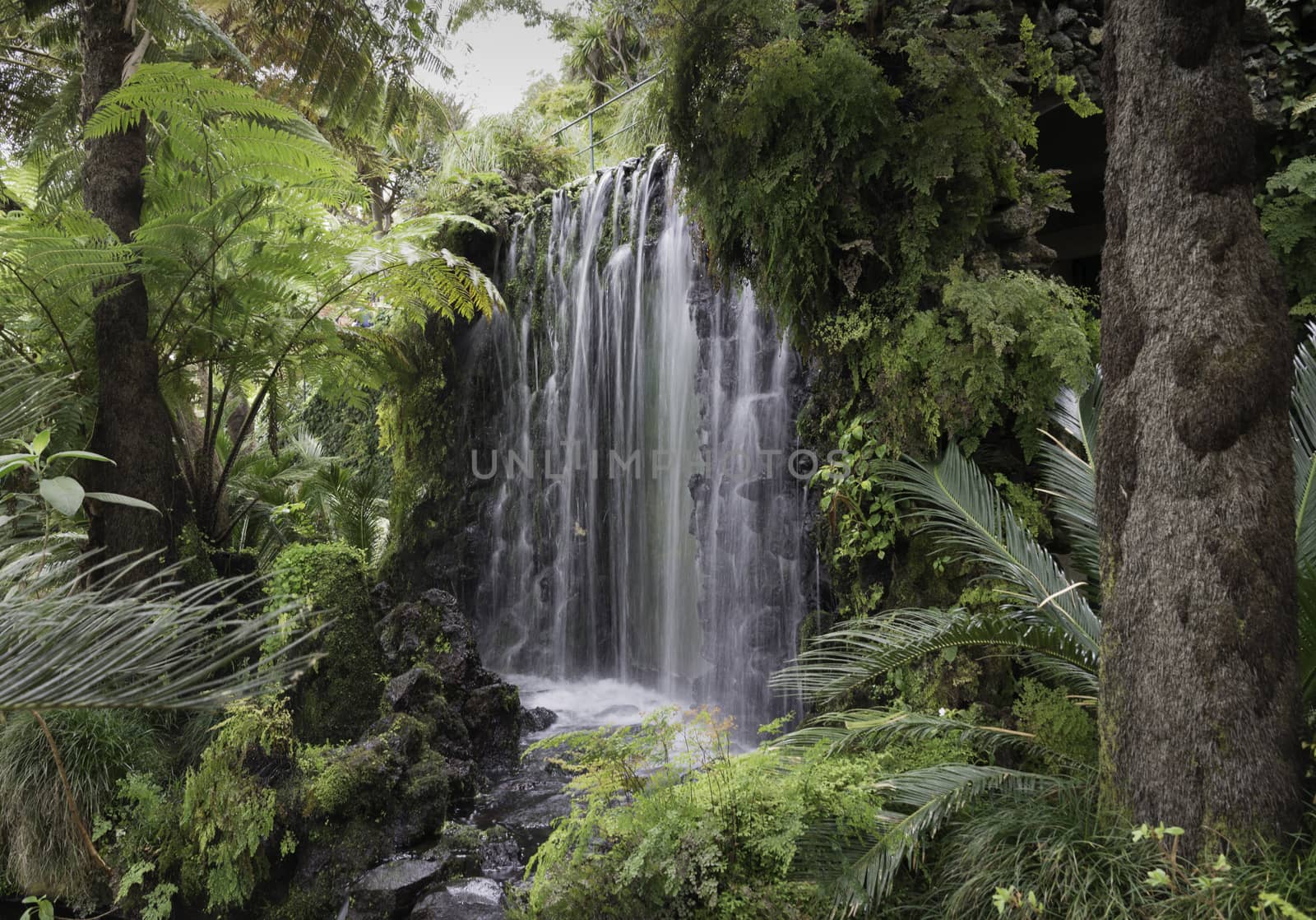 waterfall on madeira island with green plants and trees