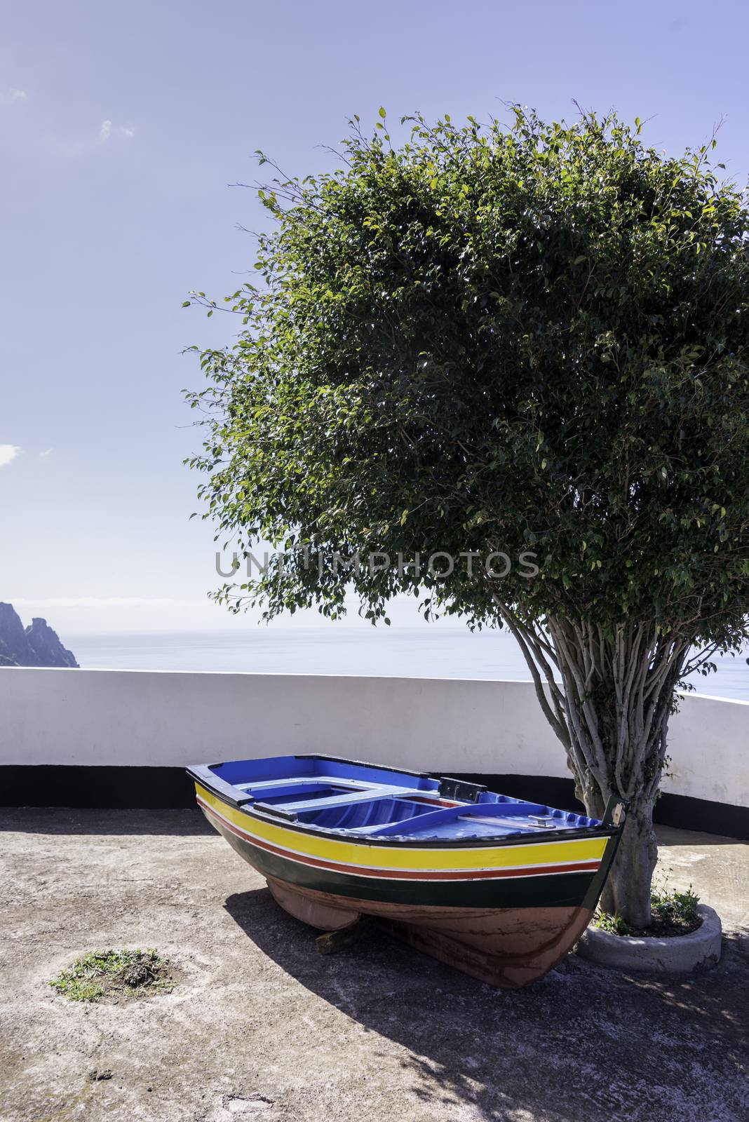 olive tree and blue yellow and red painted boat at ocean coastline on madeira island