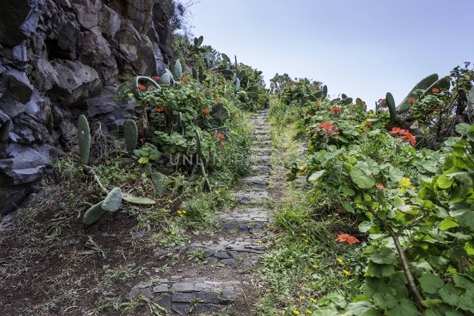 rocks with flowers and cactus on madeira island