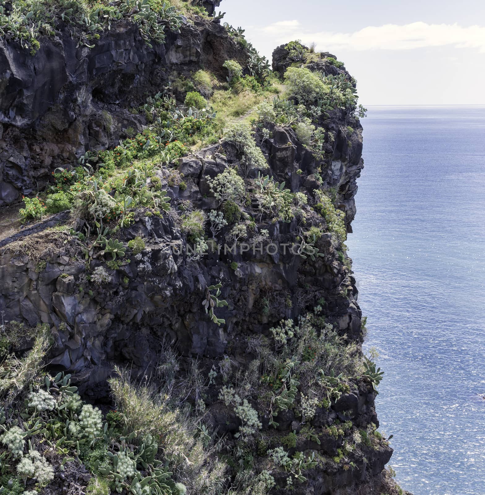 rocks with flowers and cactus on madeira island