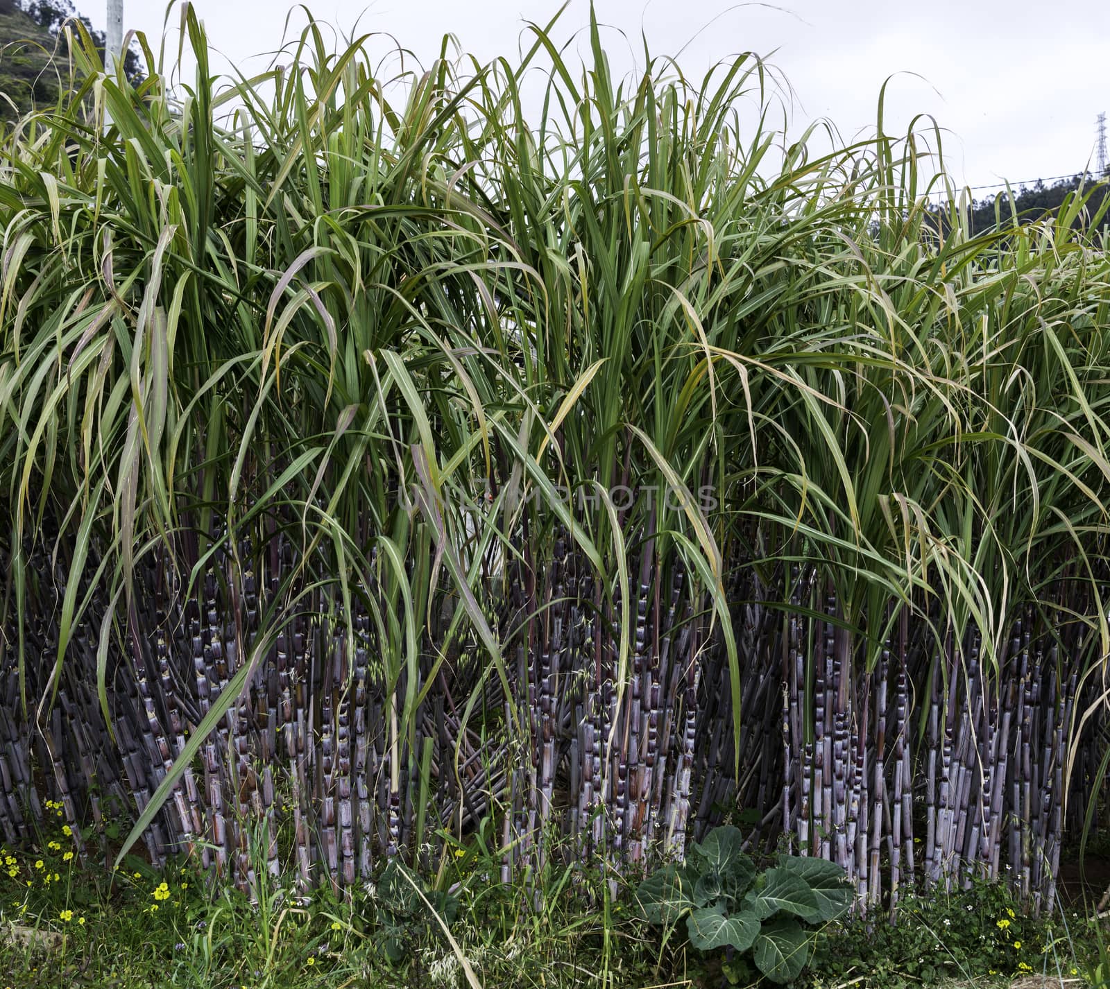 field with sugar cane on madeira island