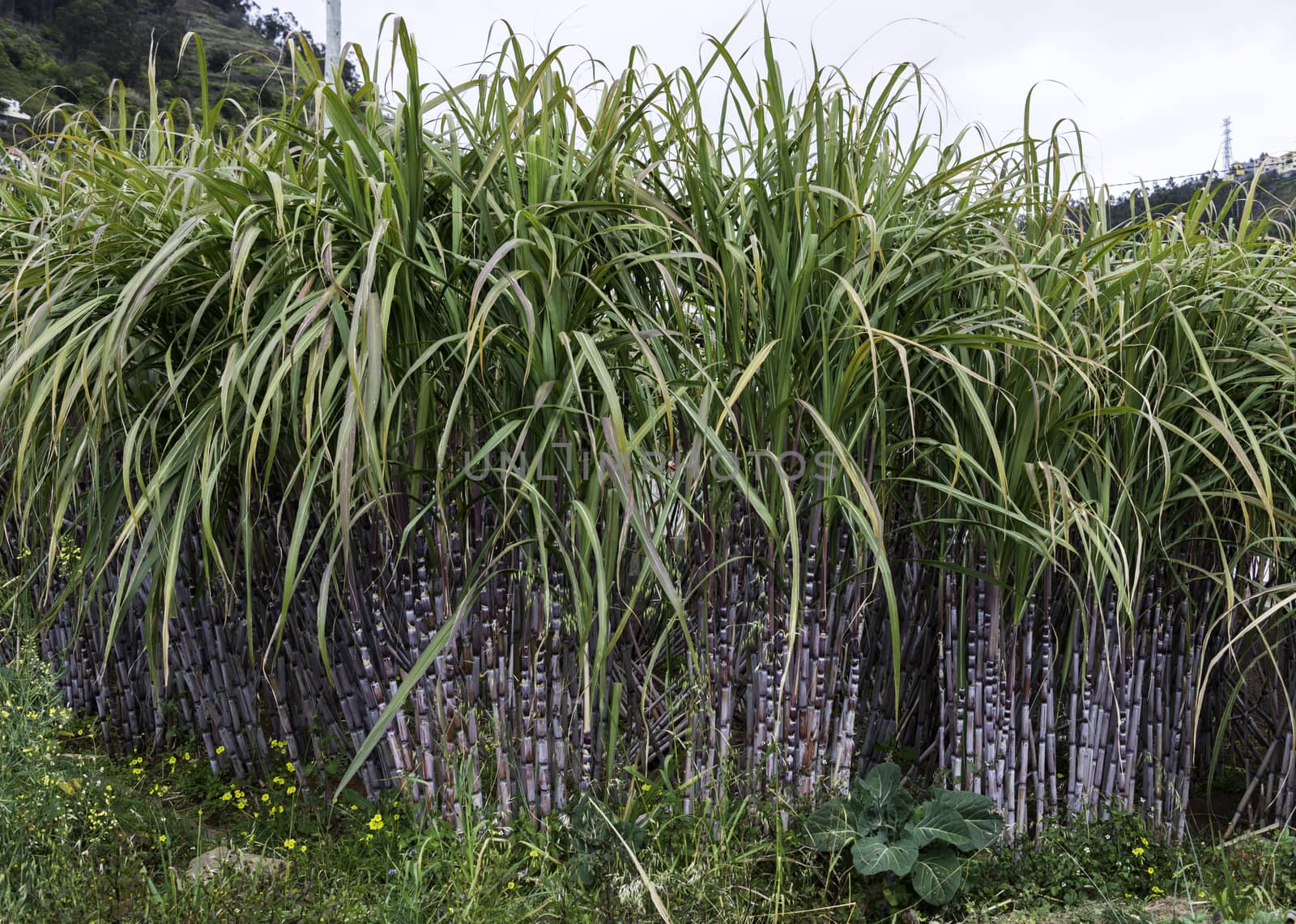field with sugar cane on madeira island