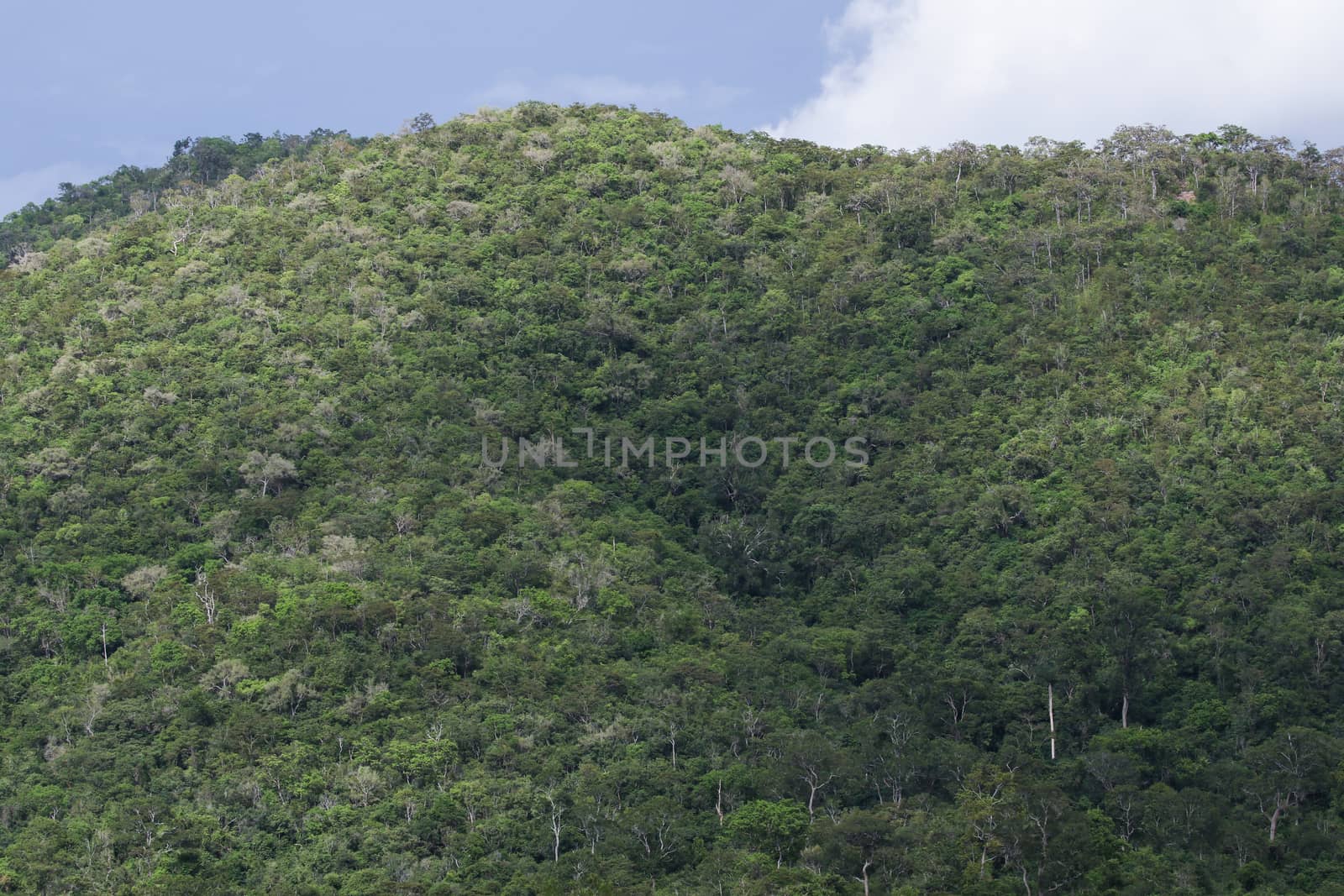 top view of forest in thailand and blue sky.