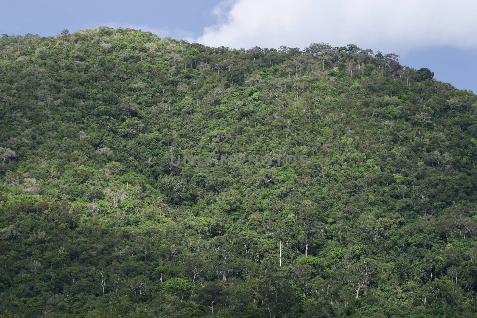 top view of forest in thailand and blue sky.