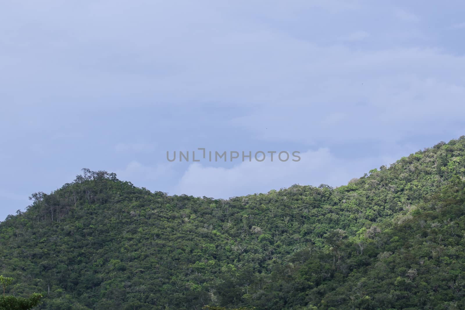 top view of forest in thailand and blue sky.