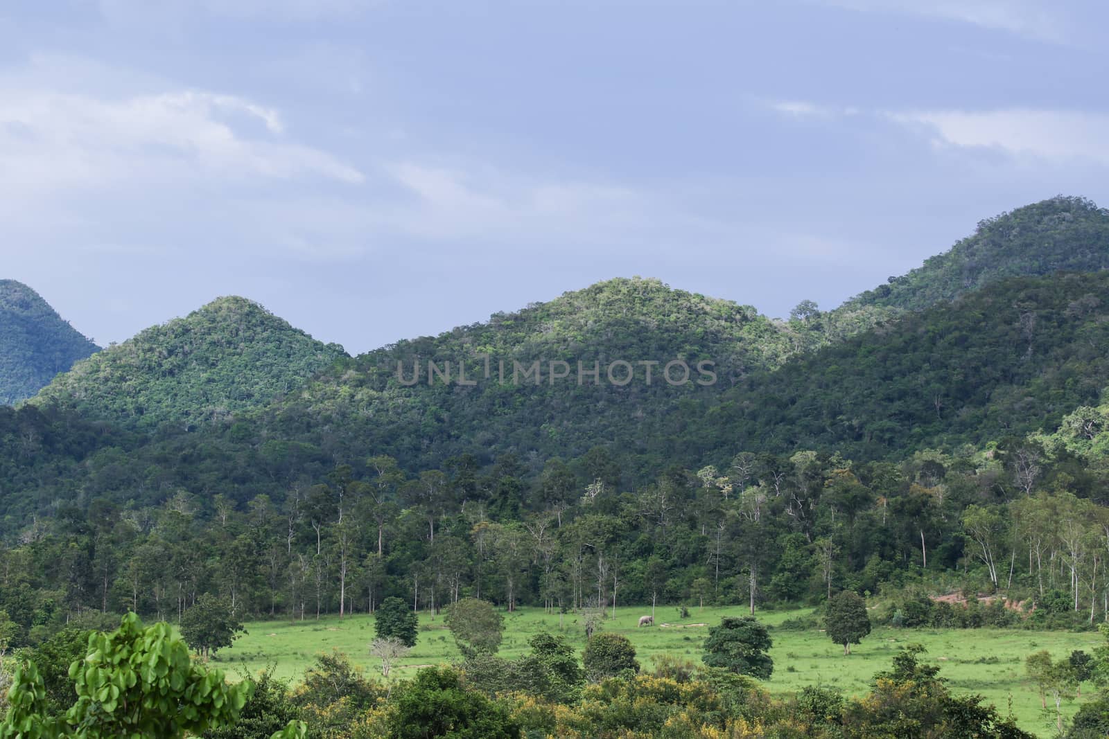 top view of forest in thailand and blue sky.