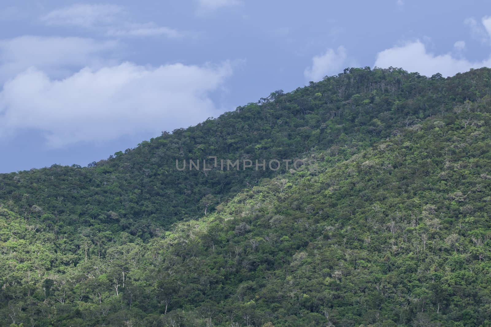 top view of forest in thailand and blue sky.