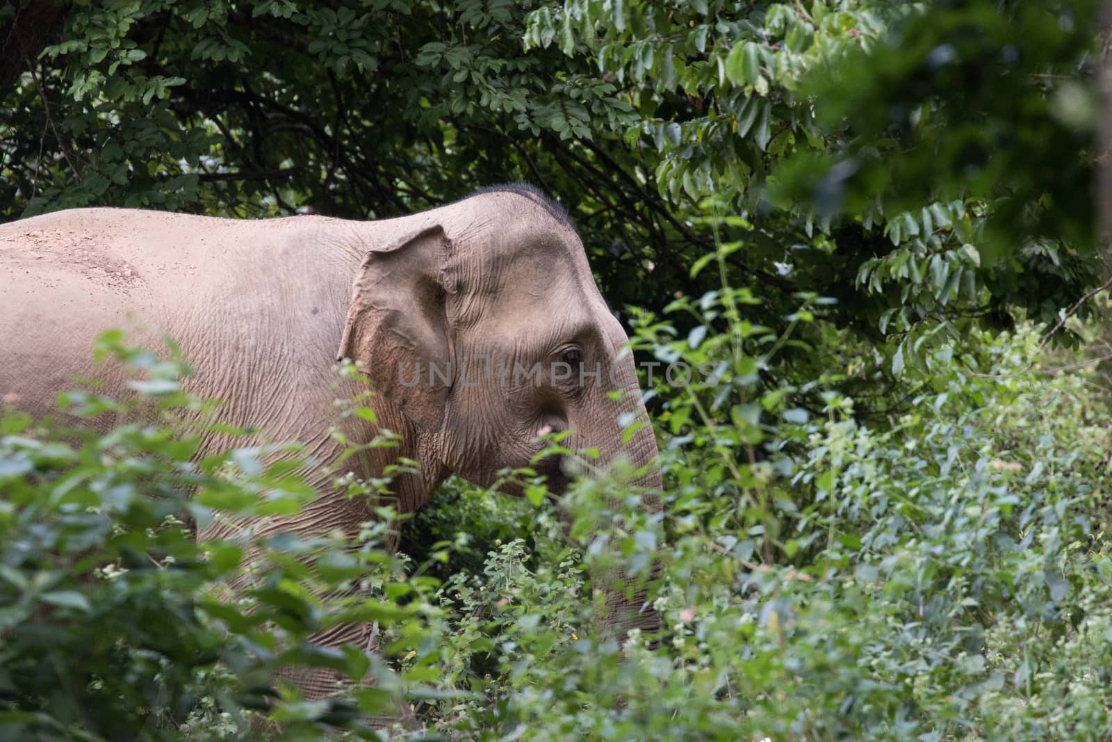 Asian elephants are the largest living land animals in Asia.Asian elephants are highly intelligent and self-aware.