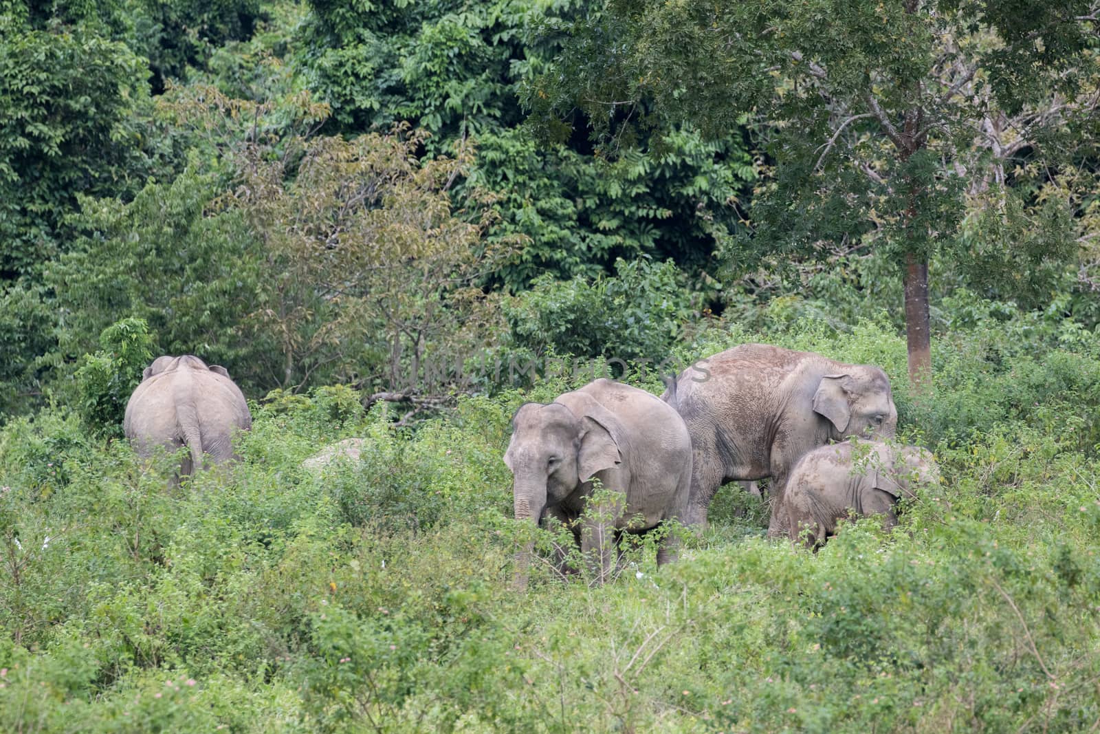 Asian elephants are the largest living land animals in Asia.Asian elephants are highly intelligent and self-aware.