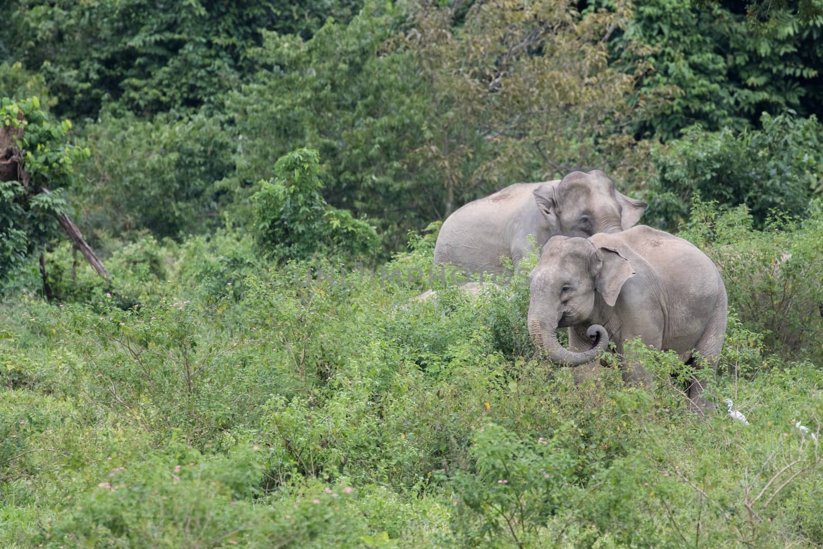 Asian elephants are the largest living land animals in Asia.Asian elephants are highly intelligent and self-aware.