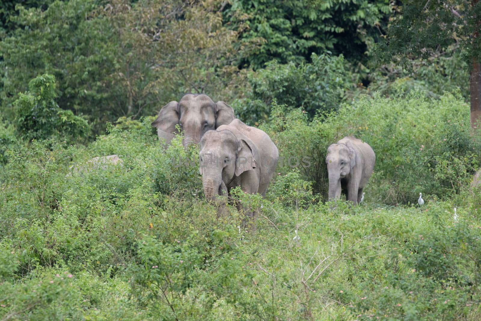 Asian elephants are the largest living land animals in Asia.Asian elephants are highly intelligent and self-aware.