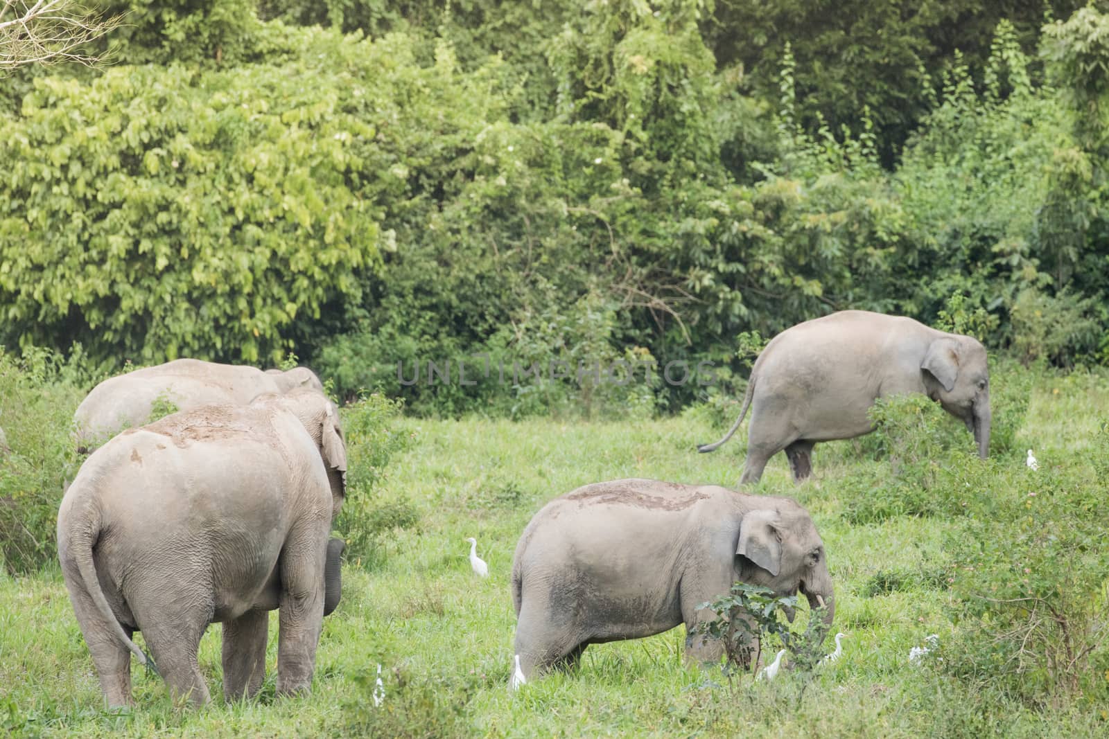 Asian elephants are the largest living land animals in Asia.Asian elephants are highly intelligent and self-aware.
