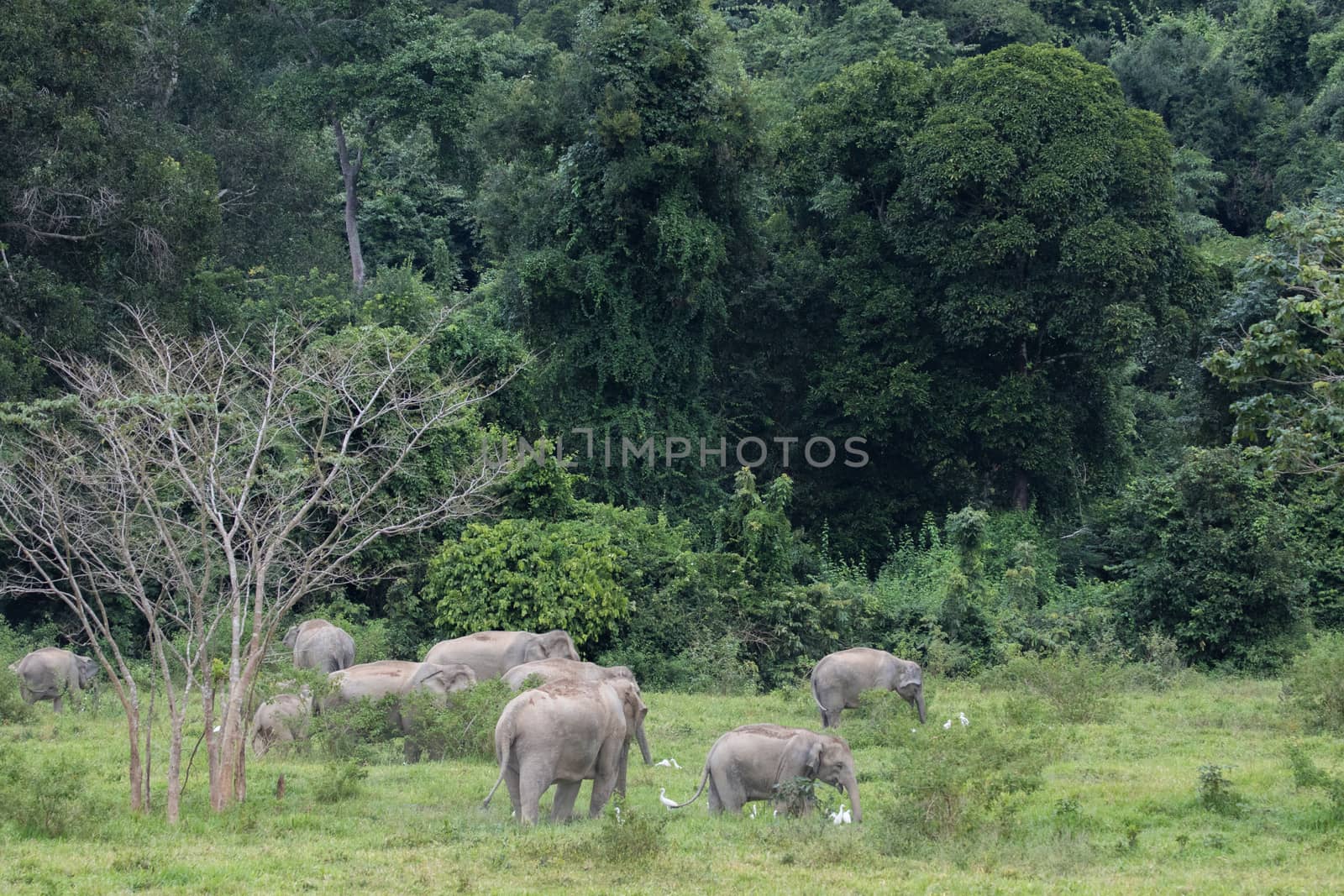 Asian elephants are the largest living land animals in Asia.Asian elephants are highly intelligent and self-aware.