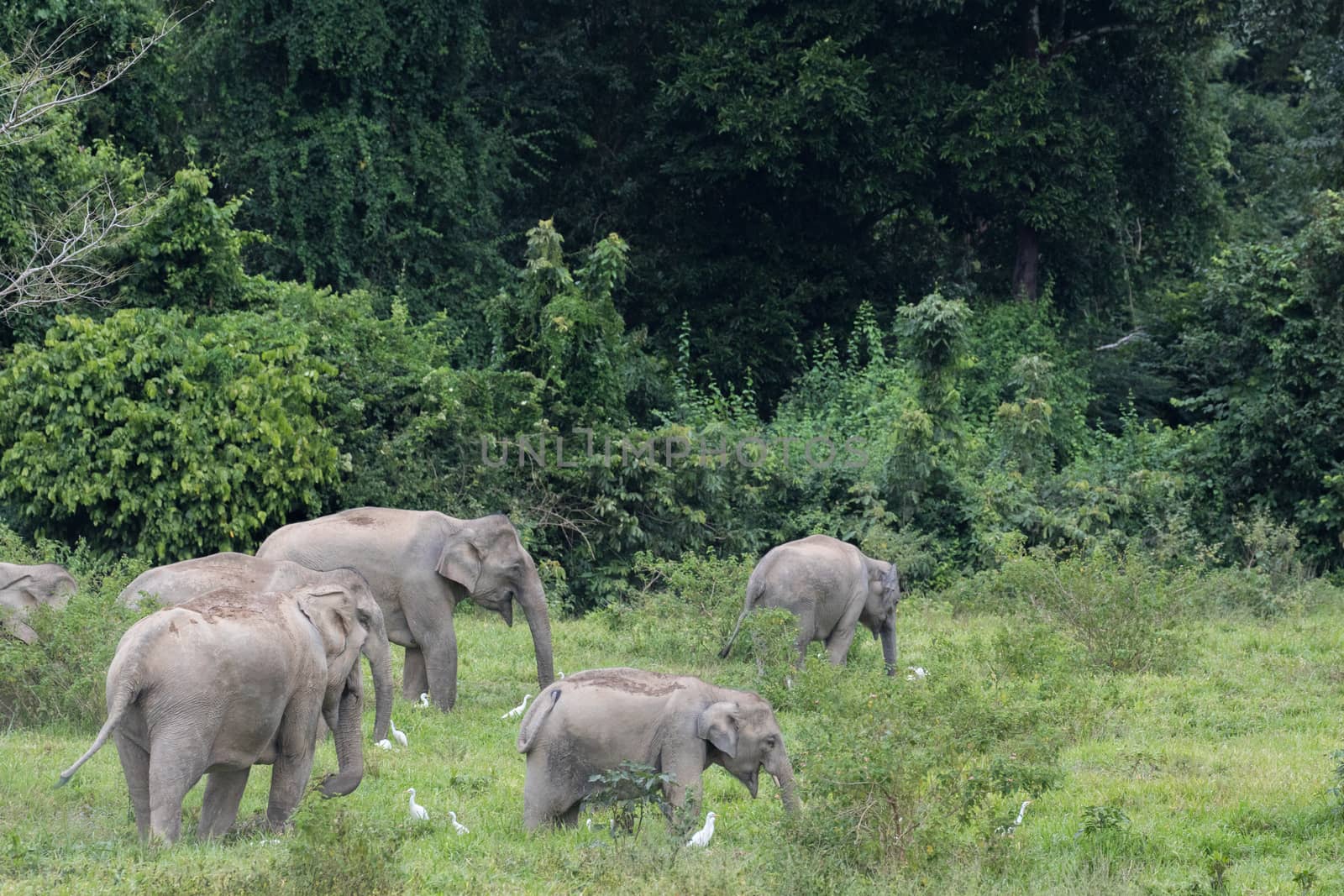 Asian elephants are the largest living land animals in Asia.Asian elephants are highly intelligent and self-aware.