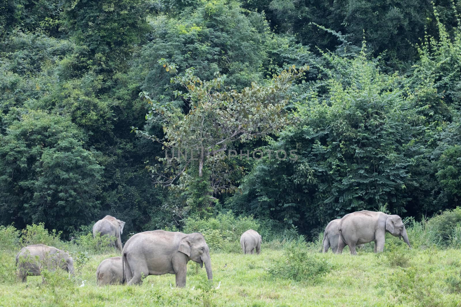 Asian elephants are the largest living land animals in Asia.Asian elephants are highly intelligent and self-aware.