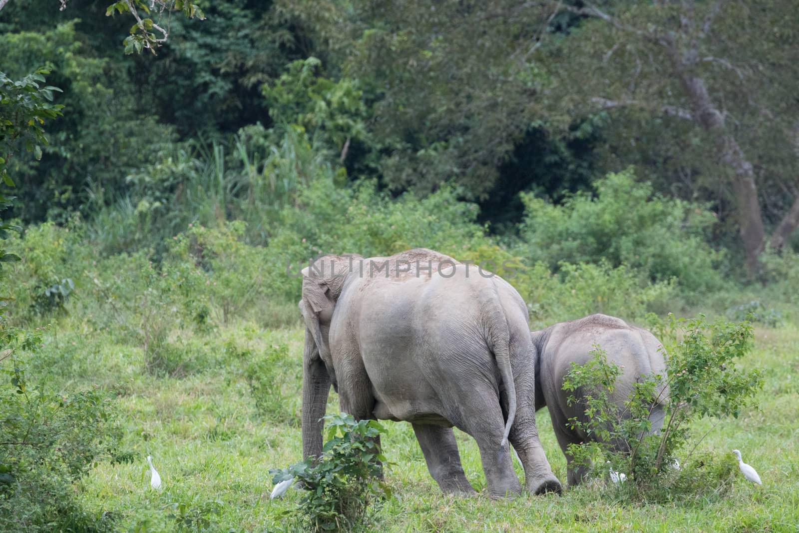 Asiatic Elephant is big five animal in  by visanuwit