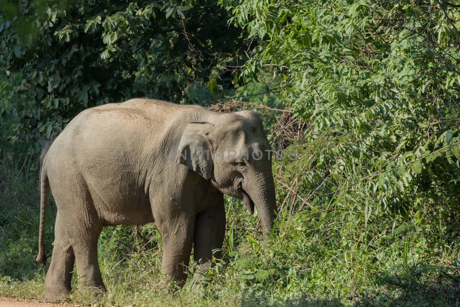 Asiatic Elephant is big five animal in asia by visanuwit