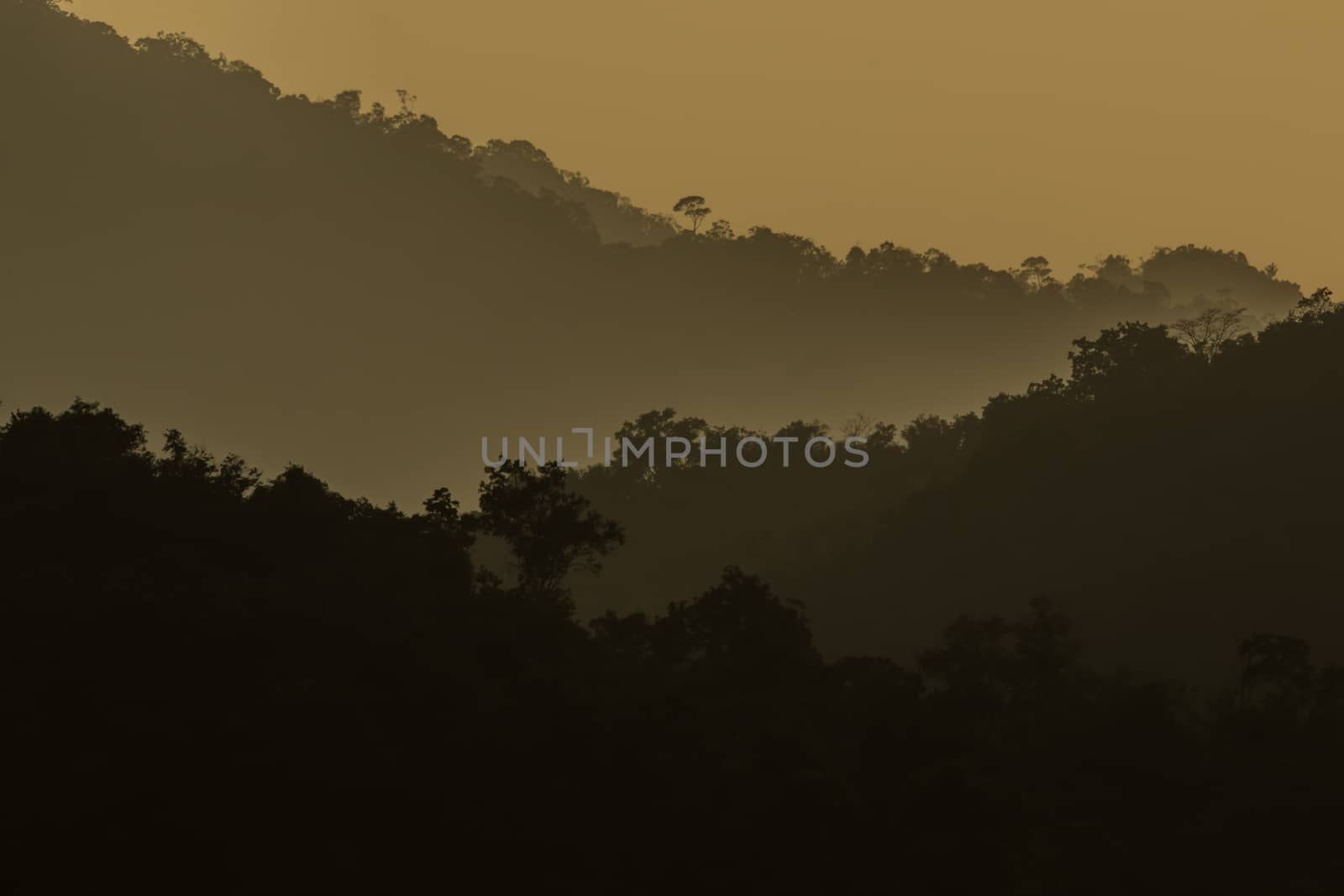 view of forest in thailand and  sky is many colour at sunset .