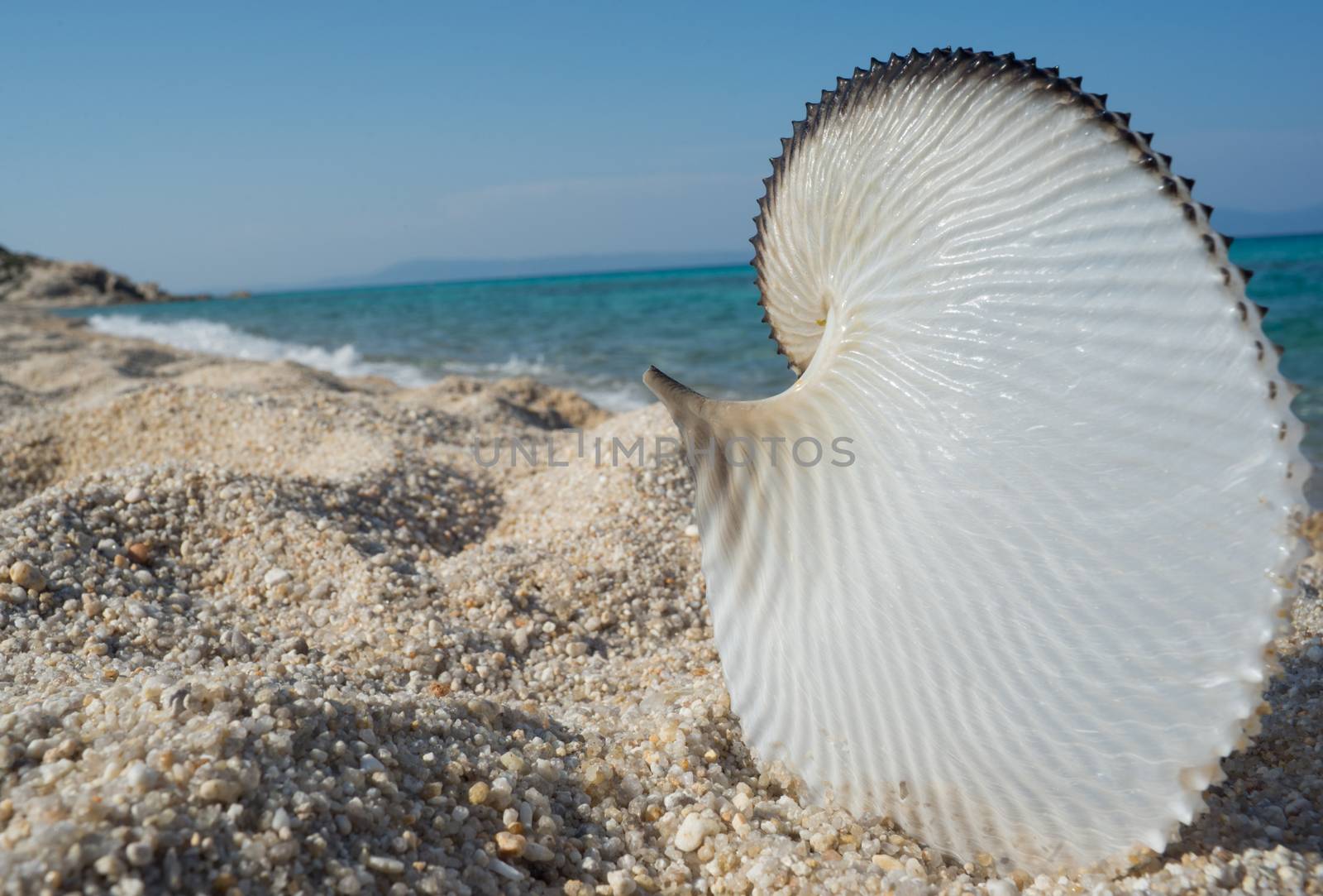 Big and beautiful seashell on an empty isolated beach.