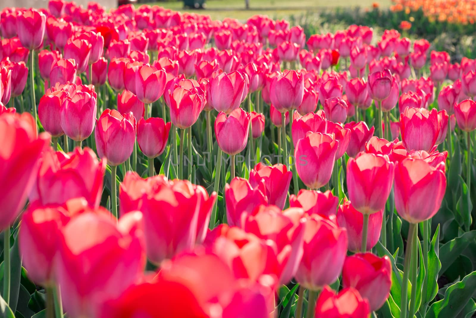 Green flower garden full of many bright colourful tulips blooming on spring time
