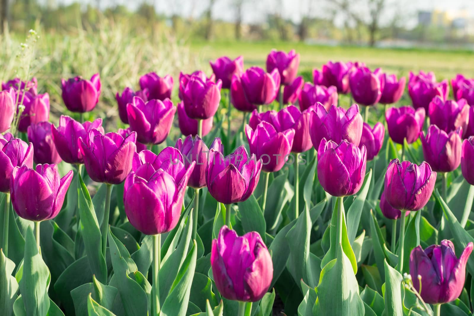Green flower garden full of many bright colourful tulips blooming on spring time