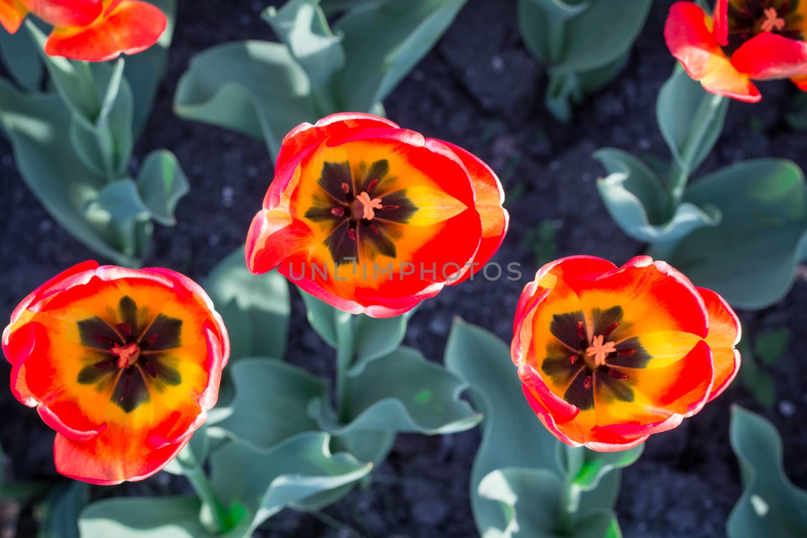 Bright colourful heads of orange red tulips with black core