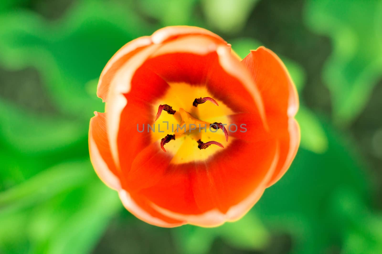 Bright colourful head of red scarlet orange tulip close-up with defocused green background