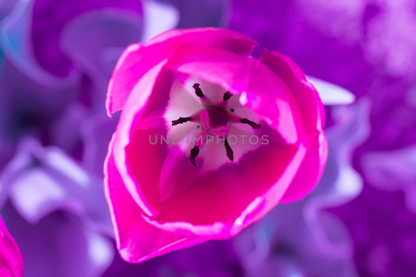 Bright colourful head of red scarlet purple tulip close-up with defocused purple background