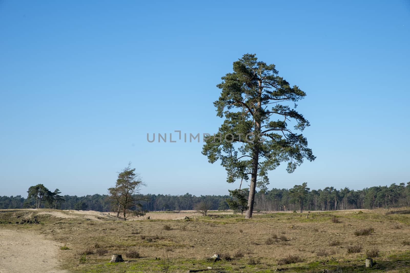nature area loonse en drunense duinen in holland with blue sky sand and nobody in winter