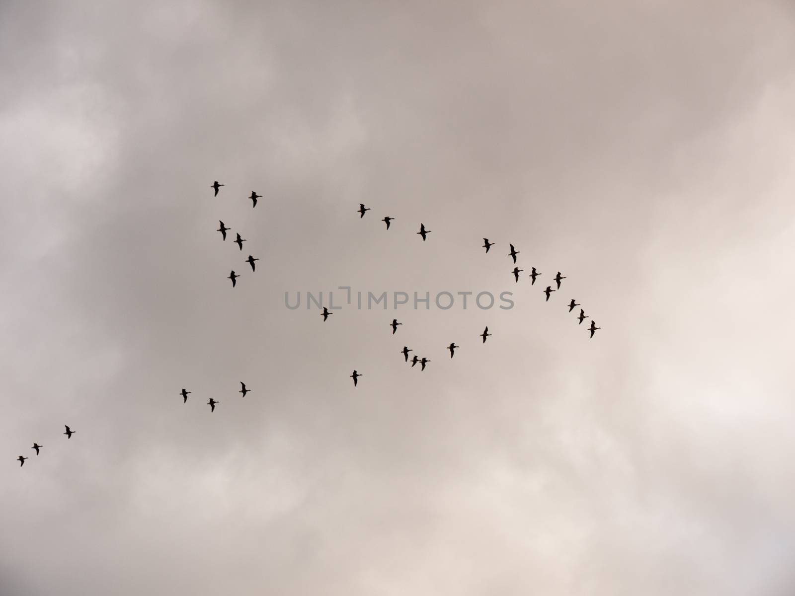 flock of geese in gray overcast autumn sky migrating flying overhead; essex; england; uk
