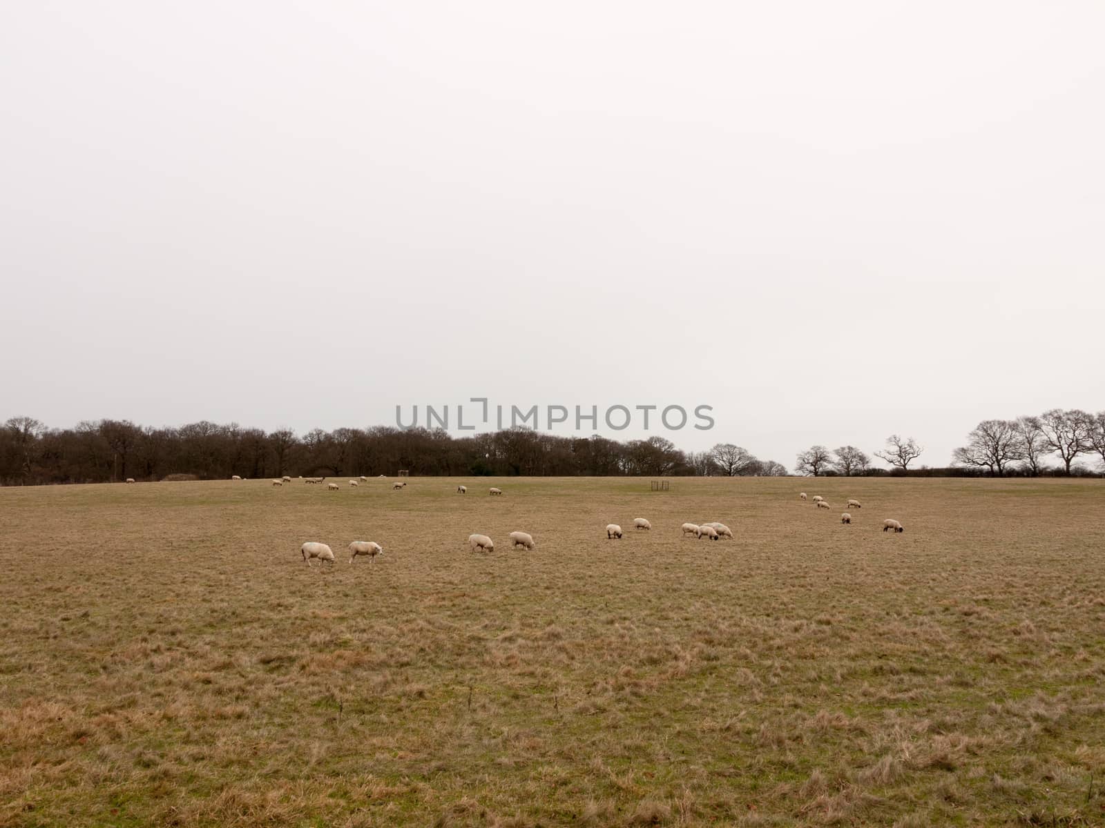 herd of grazing sheep in field grassland white sky autumn winter; essex; england; uk