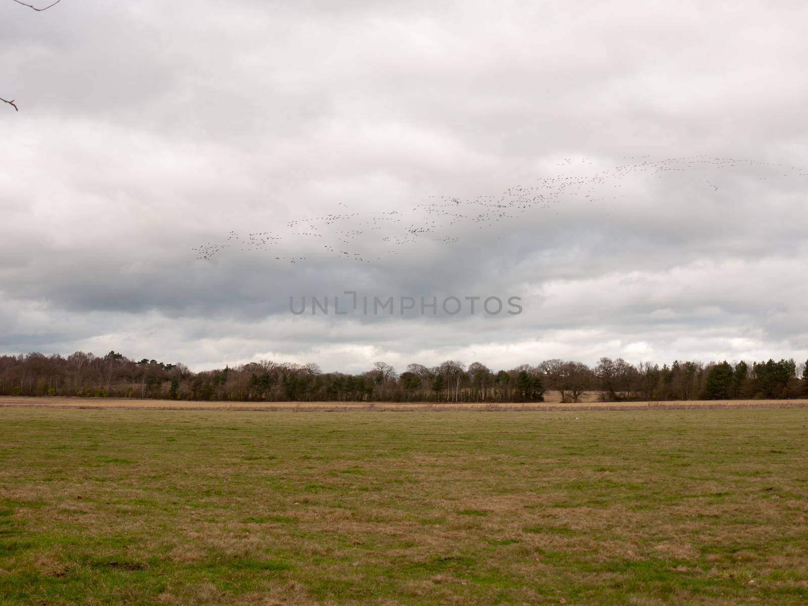 flock of geese in gray overcast autumn sky migrating flying overhead; essex; england; uk