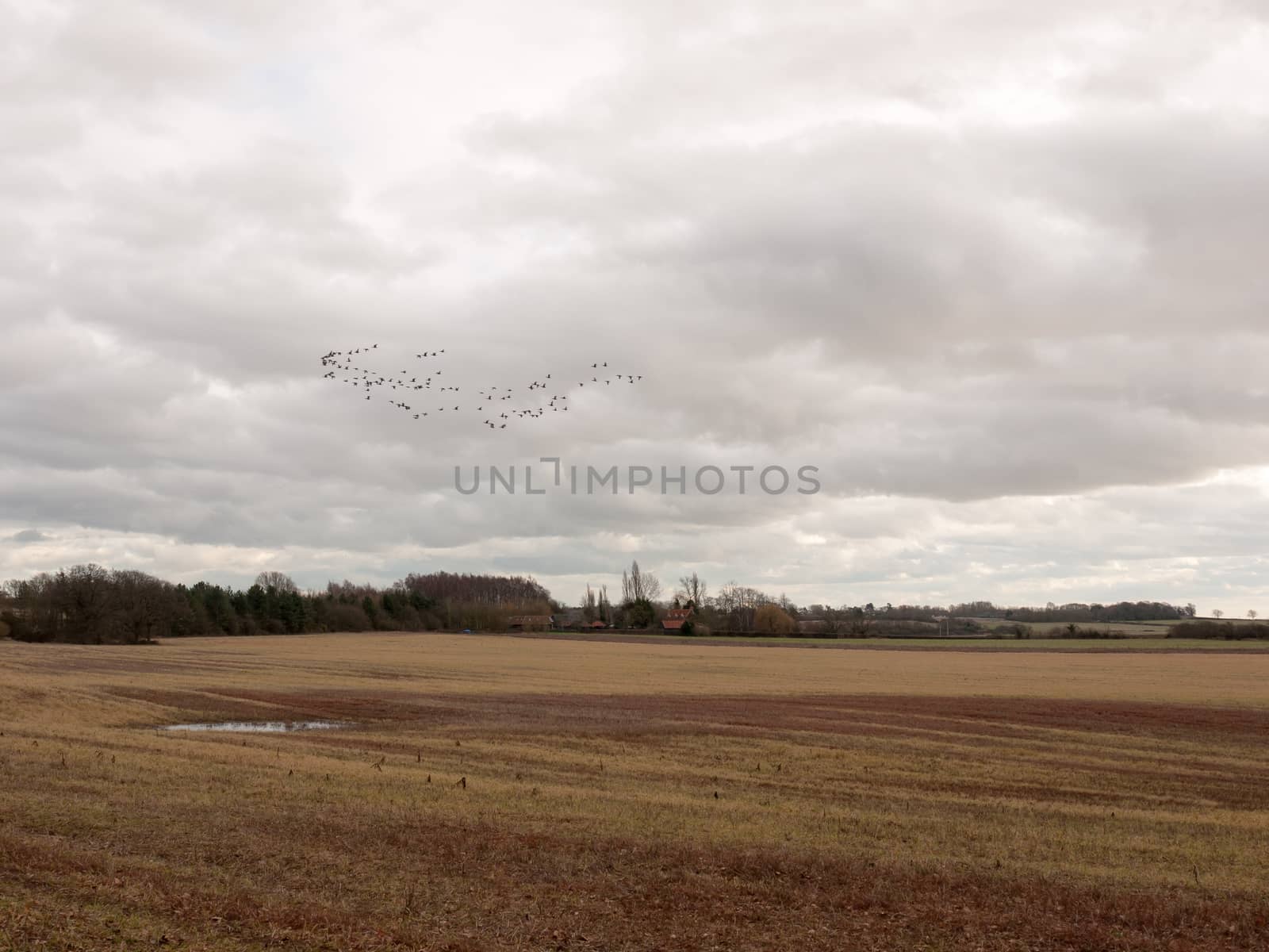 sky flock of birds cloudy moody overcast weather migration by callumrc