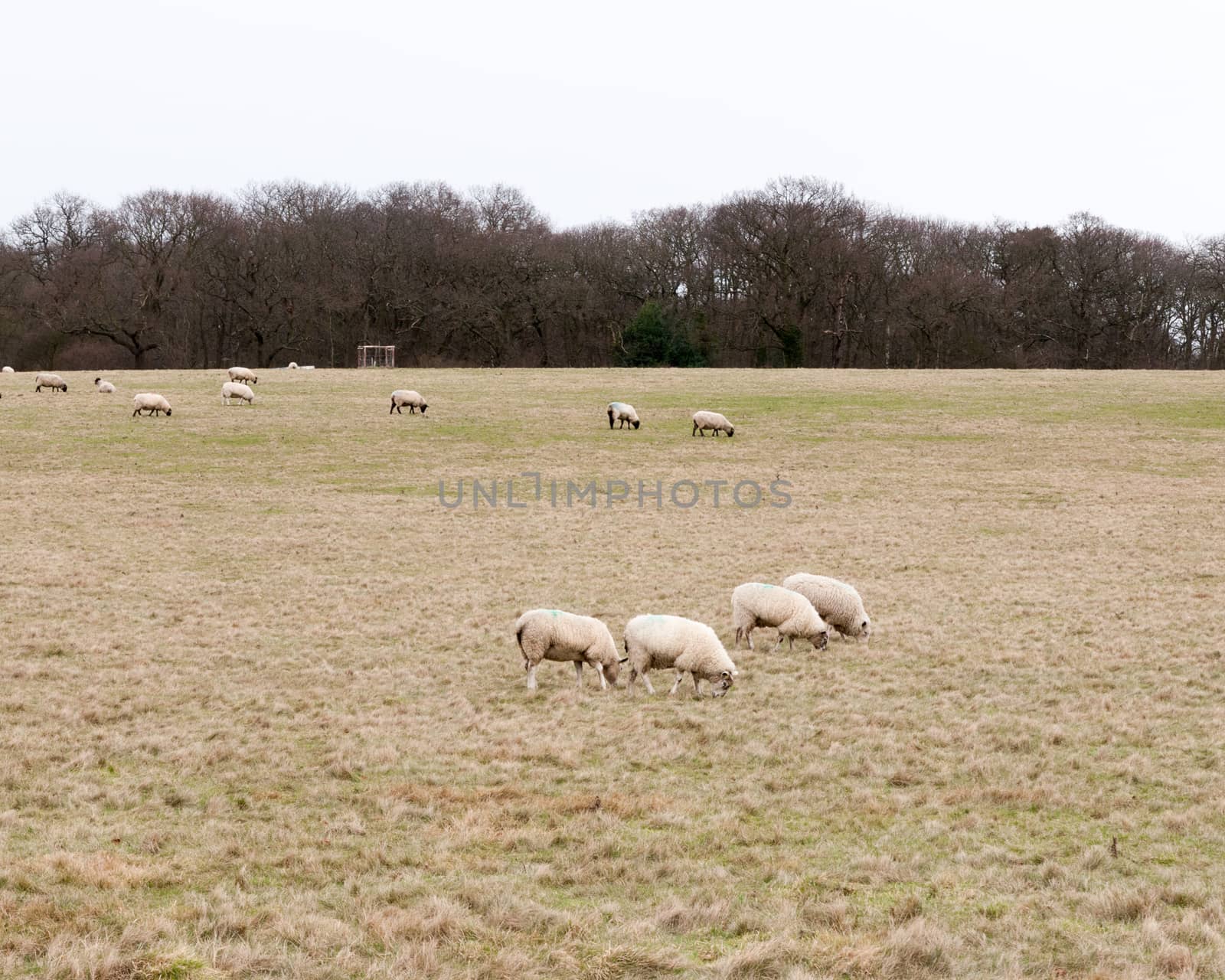 herd of grazing sheep in field grassland white sky autumn winter; essex; england; uk