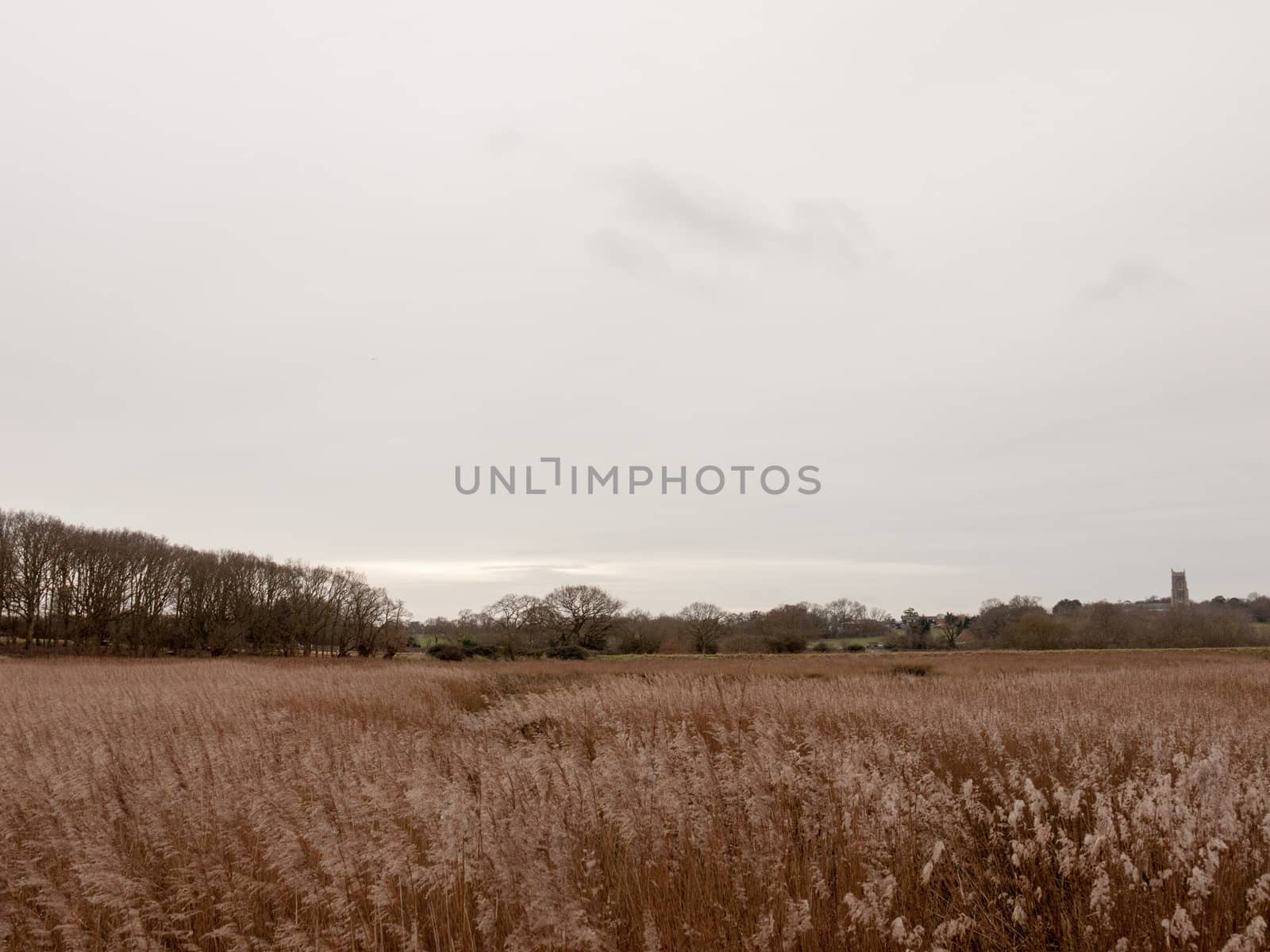 golden grass reeds winter white cloudy sky landscape; essex; england; uk