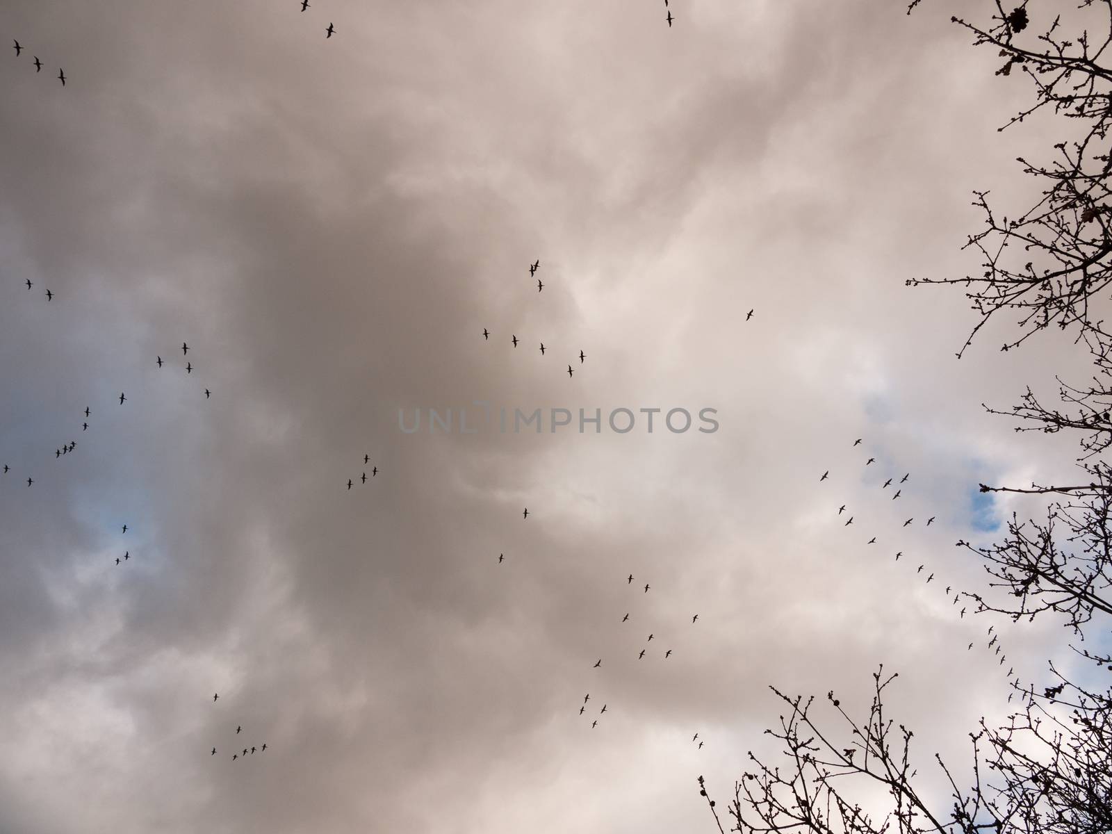 flock of geese in gray overcast autumn sky migrating flying overhead; essex; england; uk