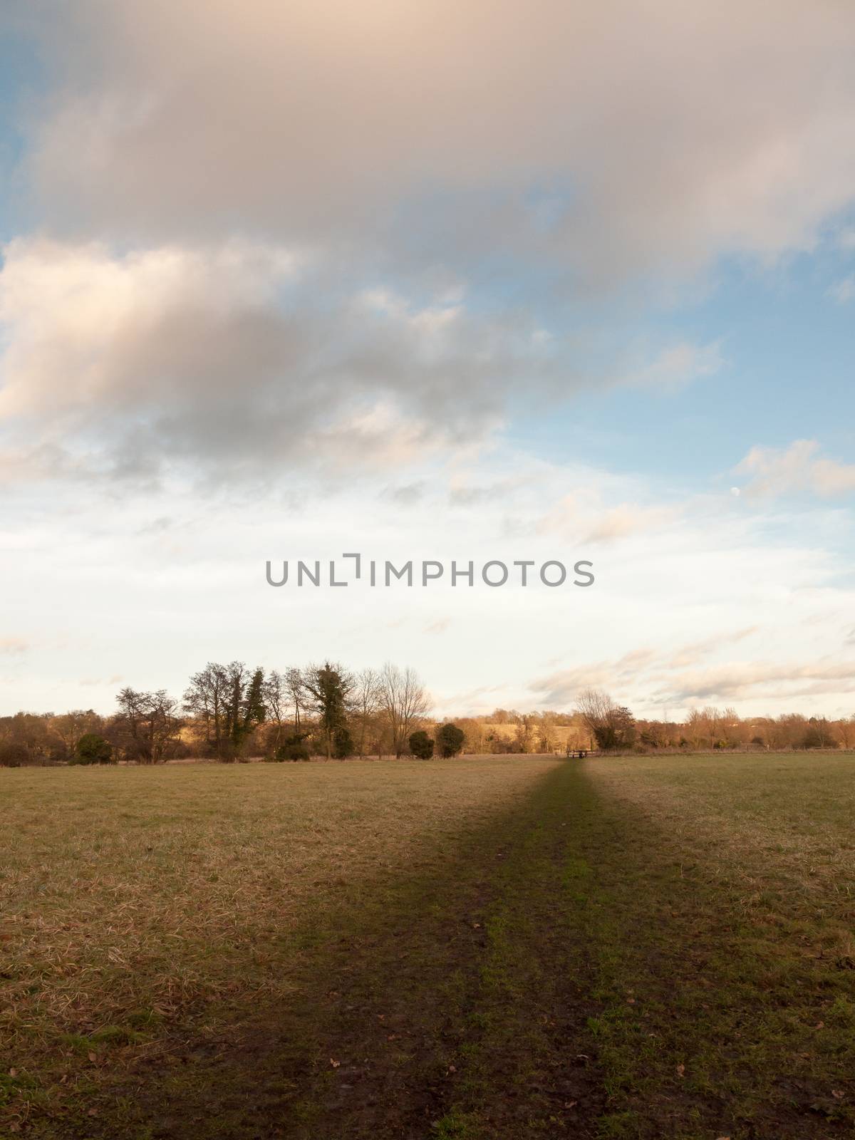 muddy brown pathway through farm field grass winter bare trees; essex; england; uk